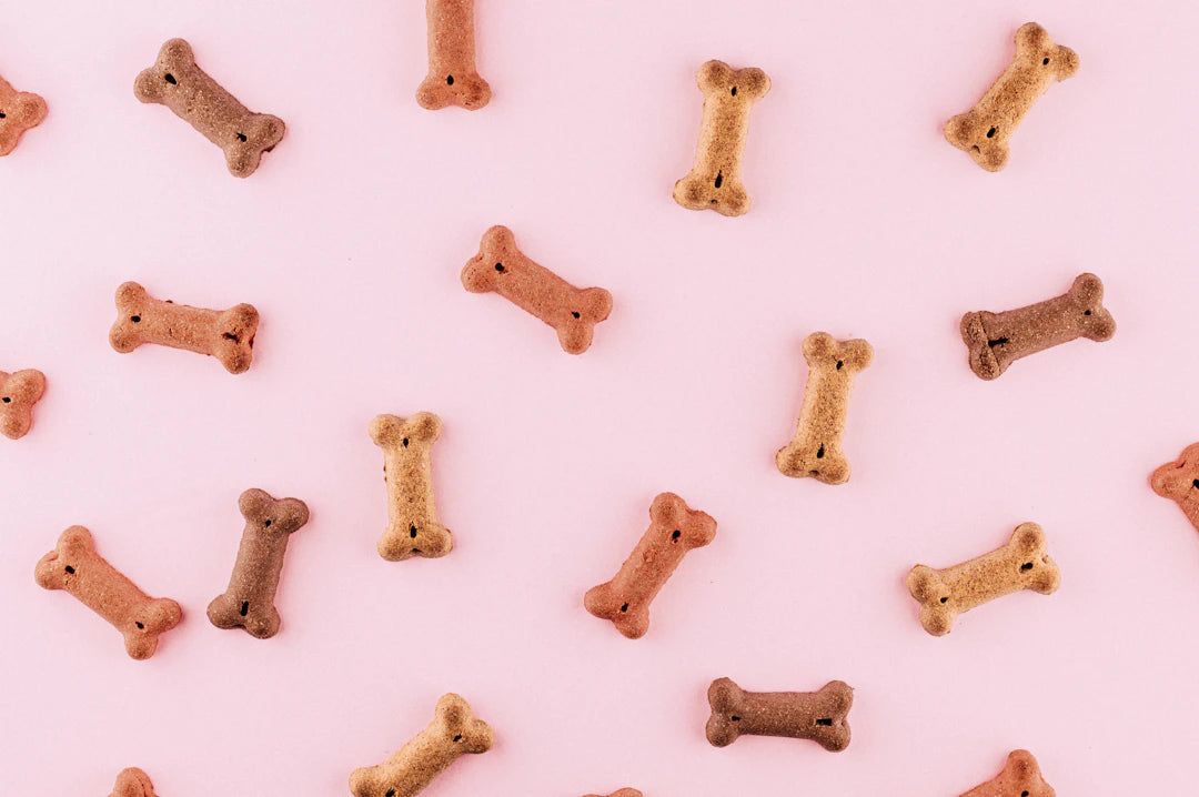 Ceramic Pet Bowls and Engaging Slow Feeding Toys for Dogs