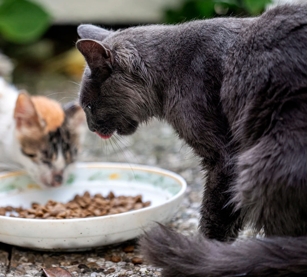 Crafting Your Own DIY Slow Feeders for Happy Pets