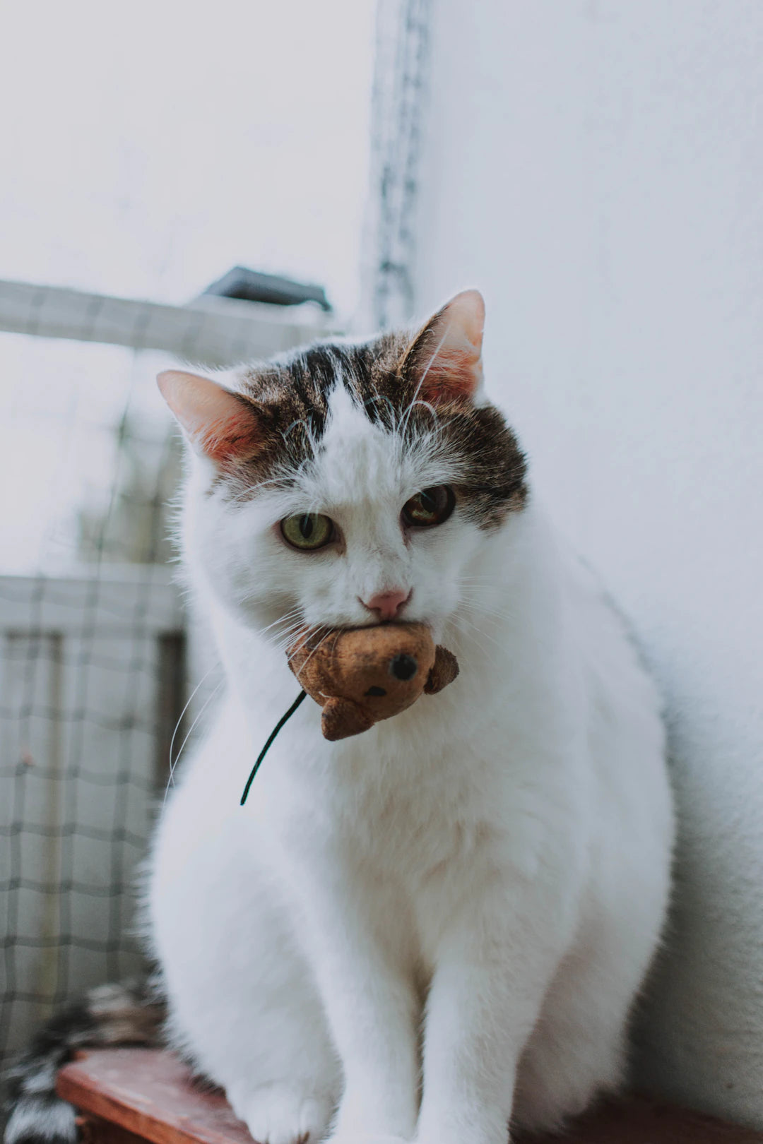 Natural Materials for Engaging Cat Toys