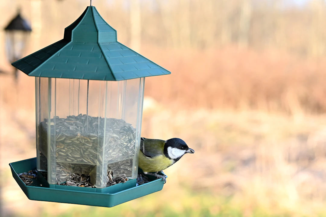 Fun and Unique Ceramic Slow Feeders for Pets