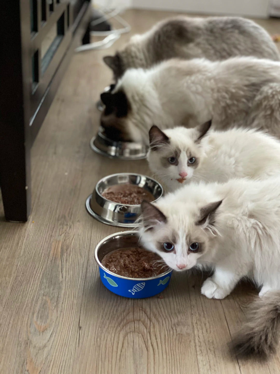 Chic Elevated Ceramic Bowls for Cats' Comfort and Style
