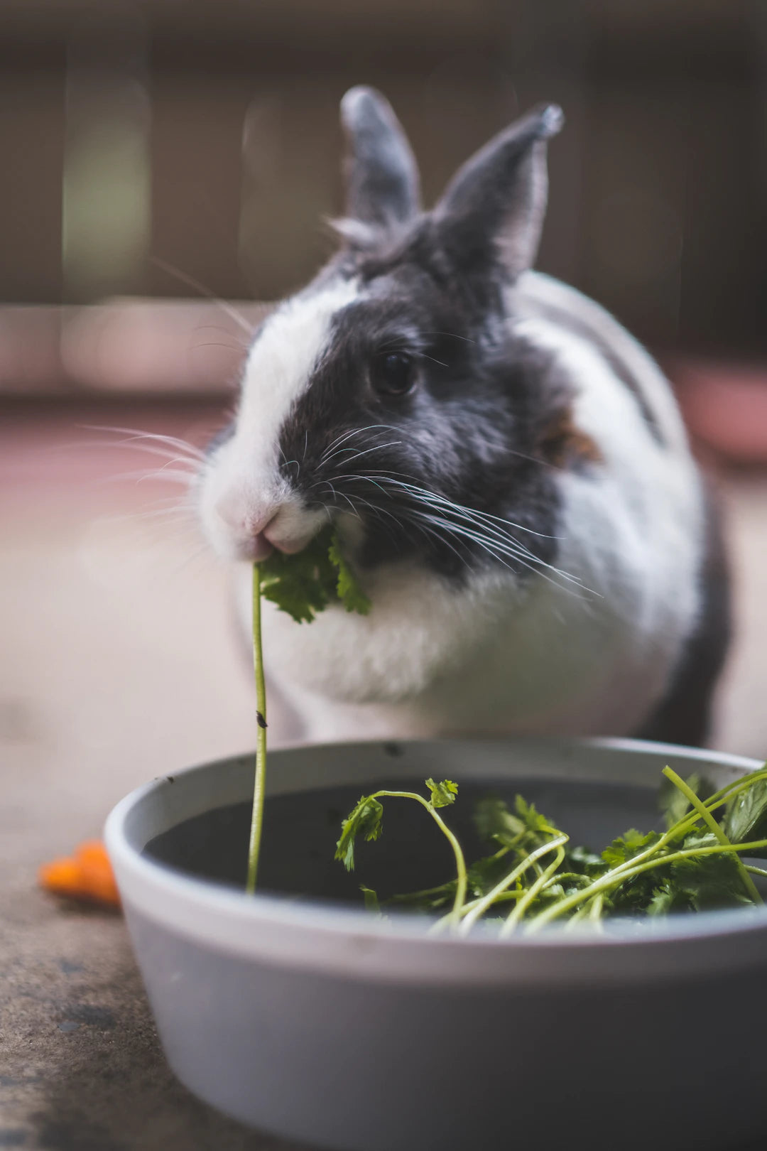 The Green Choice Ceramic vs. Plastic for Pets