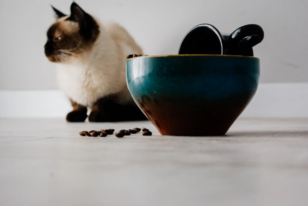 Enhance Mealtime with Ceramic Slow Feeders for Pets