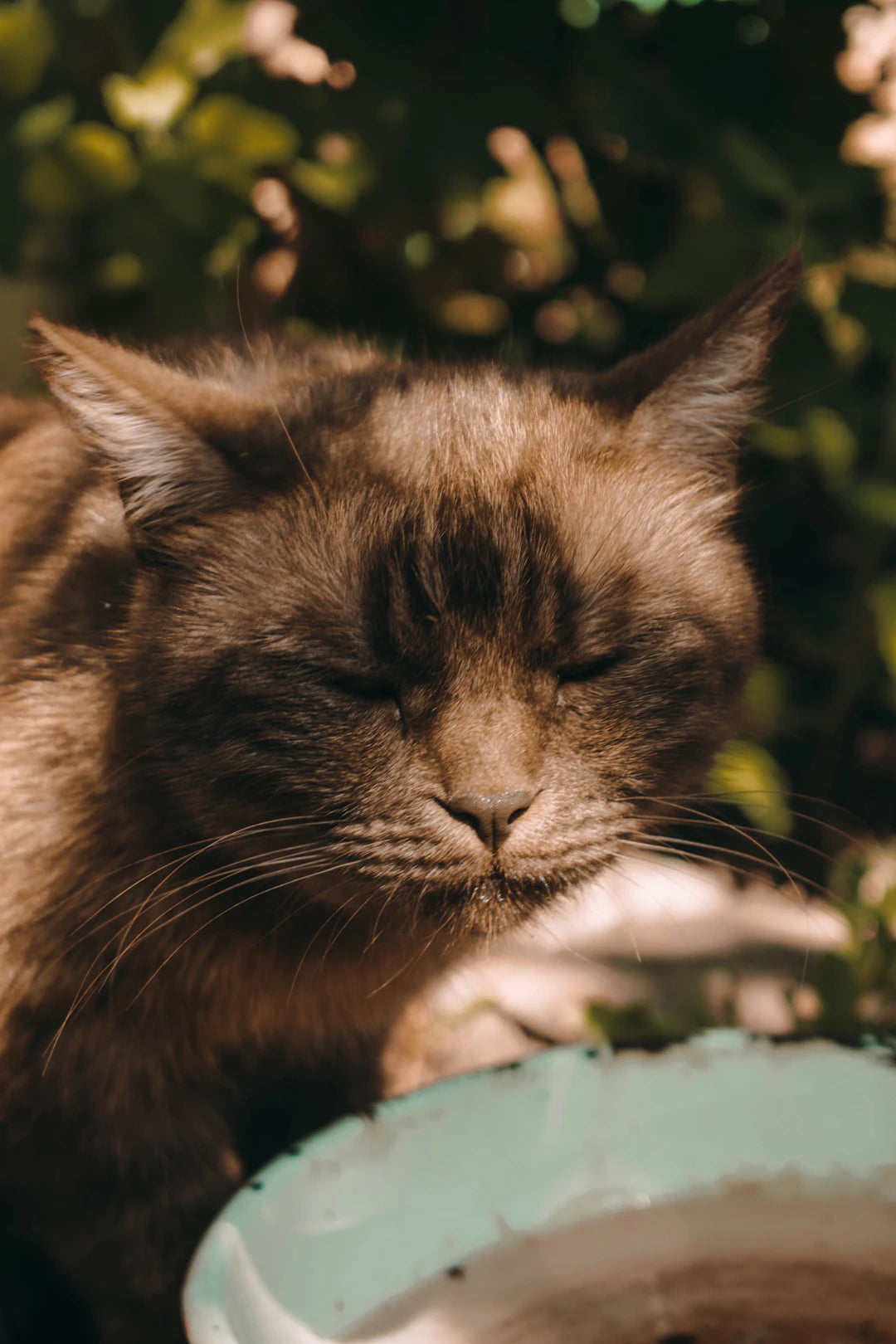 Ultimate Guide to Clean and Maintain Ceramic Pet Bowls