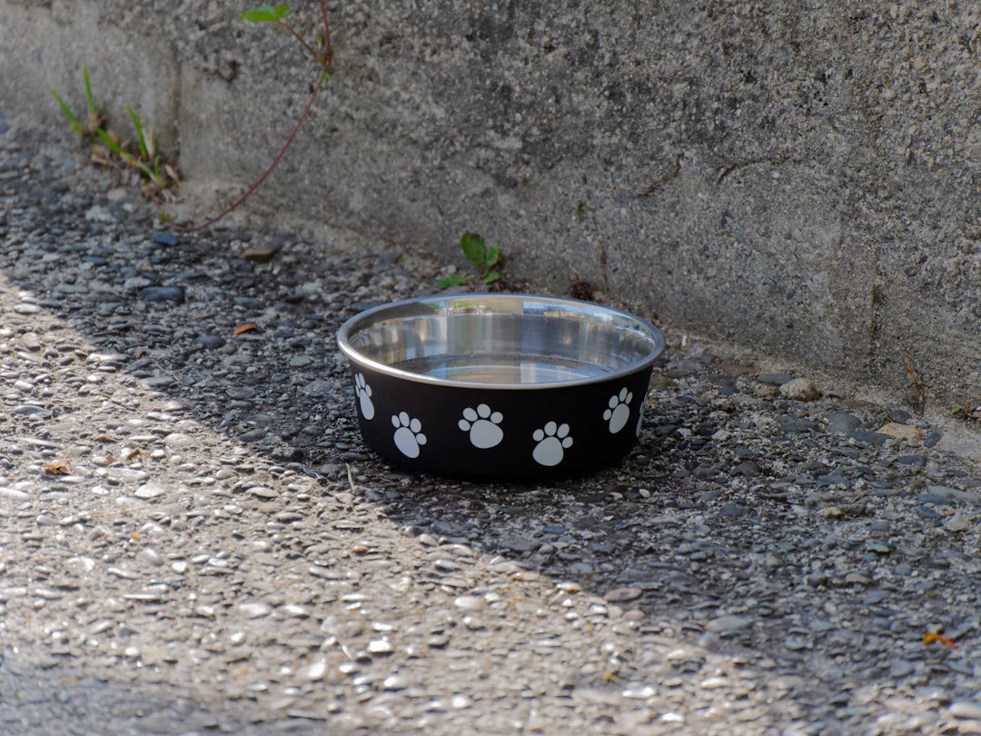 Elevate Your Pet's Dining with Decorative Ceramic Bowls