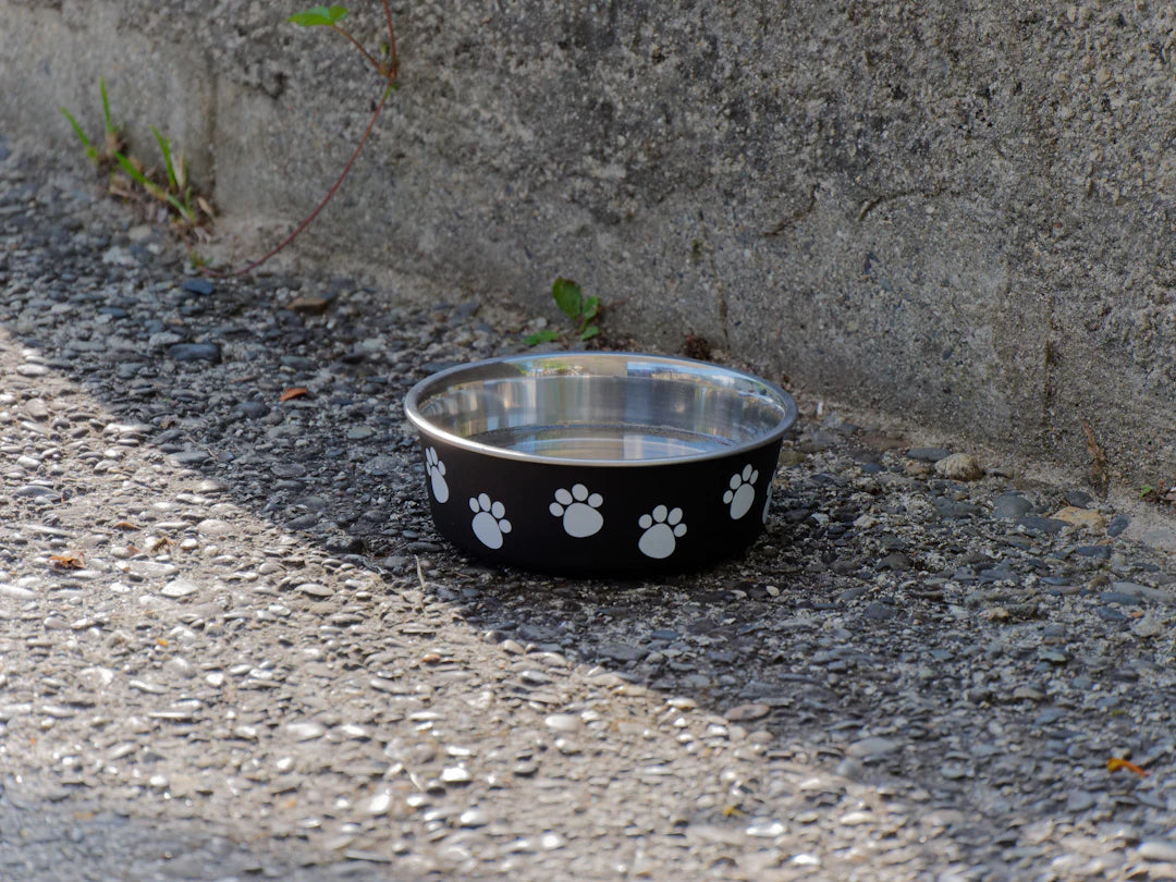 Find the Perfect-Sized Ceramic Bowl for Your Pet
