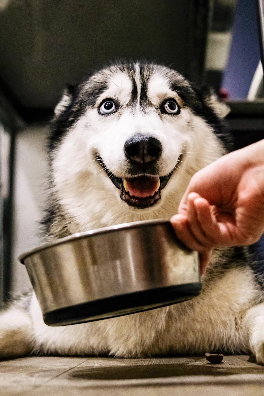 The Environmental Impact of Ceramic vs. Plastic Bowls