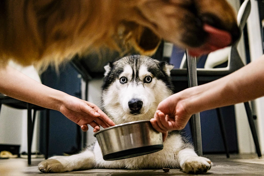 Mastering Slow Feed Tips for Transitioning Your Pet