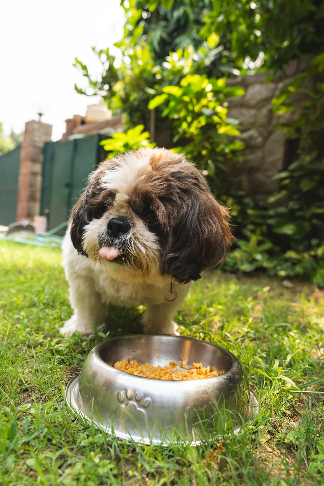The Benefits of Slow Feeding for Your Pets