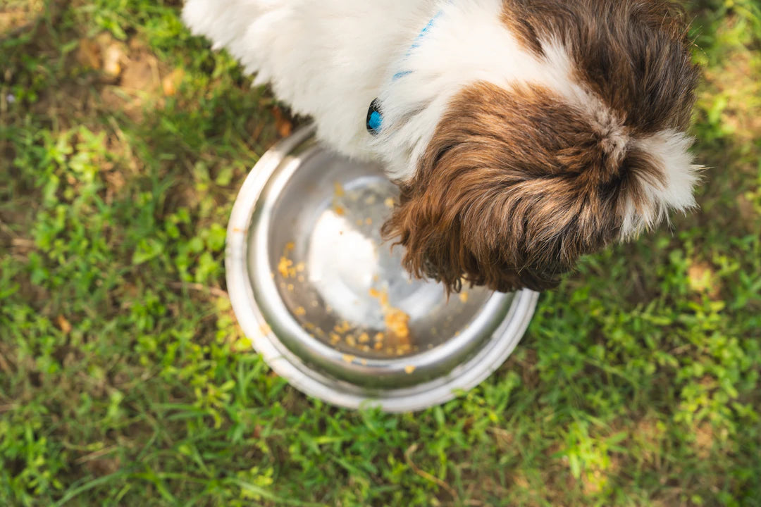 Fun and Creative Ways to Encourage Slow Feeding in Your Dog