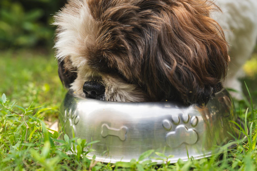 The Science Behind Slow Feeding How It Works