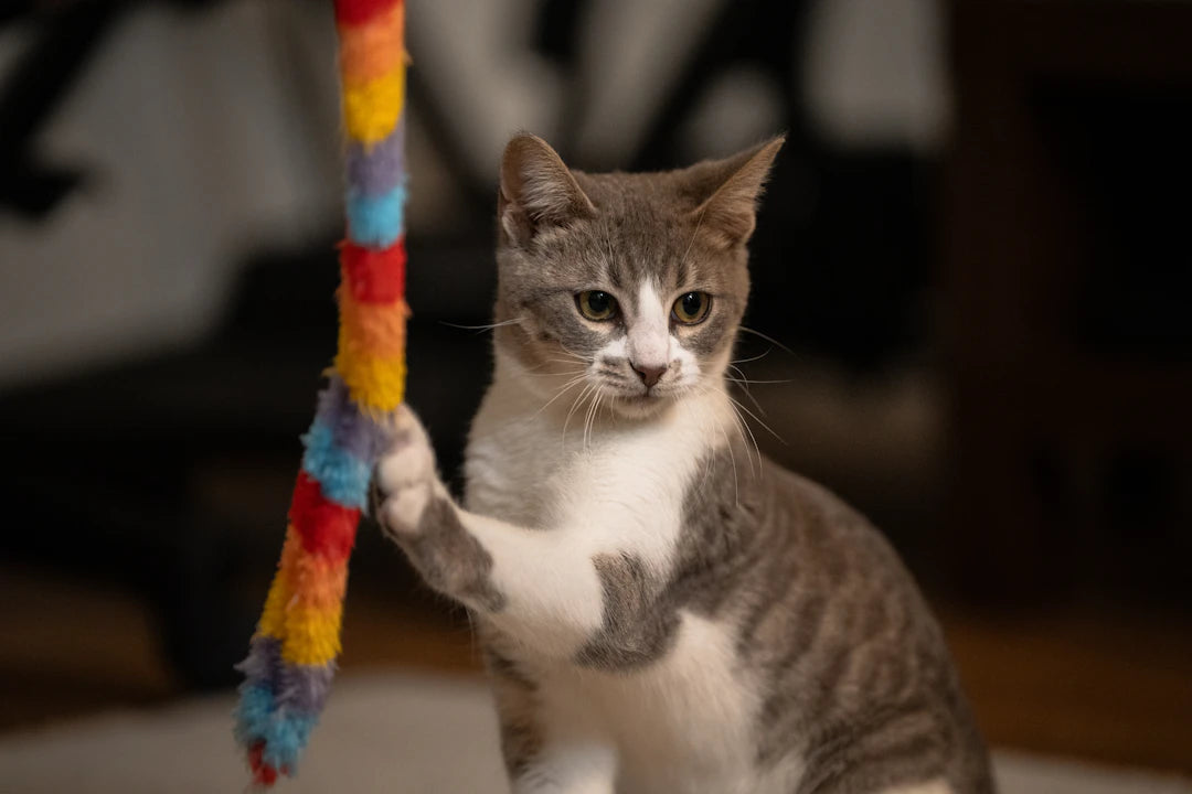 Engaging Interactive Cat Toys for Playful Moments