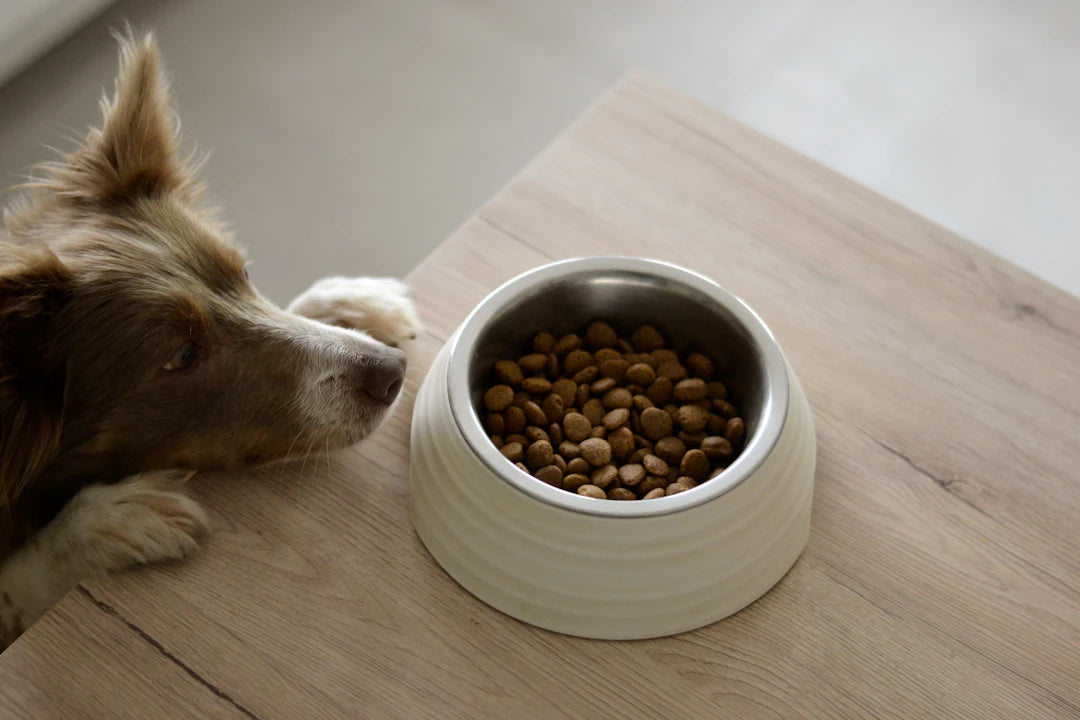 Ceramic Slow Feeders Enhance Meal Time for Pets of All Sizes