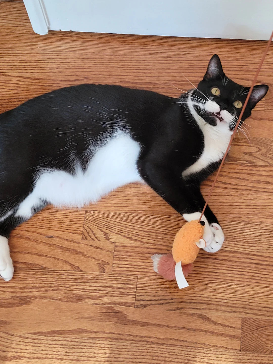 Engaging Interactive Cat Toys for Playful Kittens