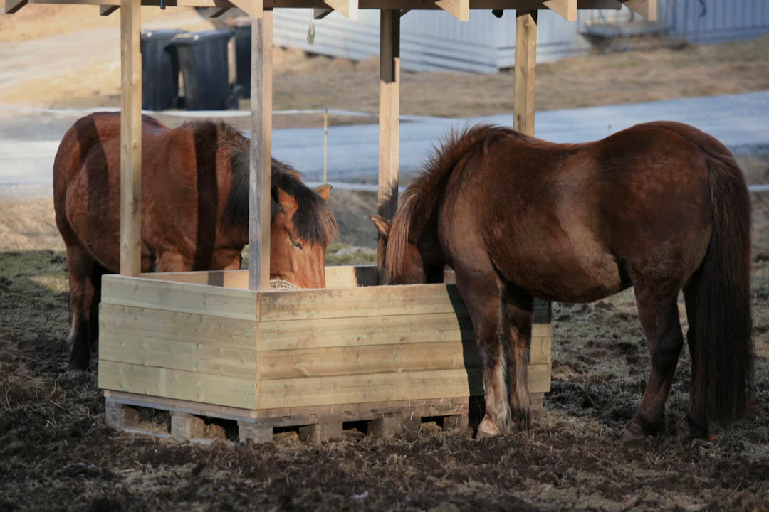 Enhance Your Pet's Dining Experience with Slow Feeders