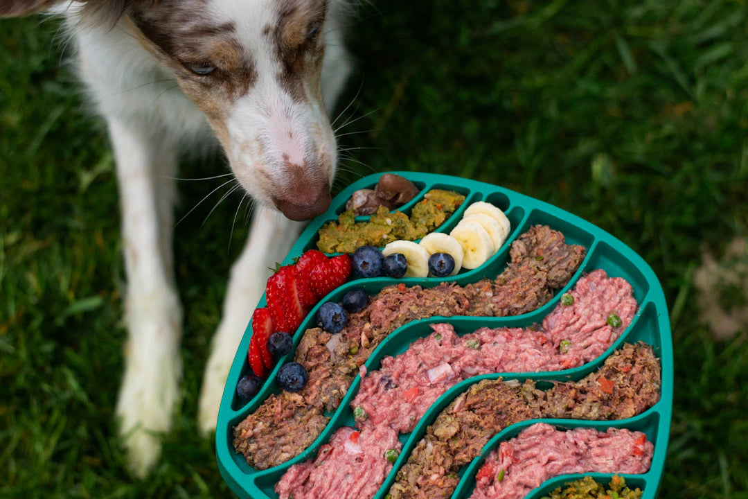 Ceramic Slow Feeders and Interactive Toys for Dogs