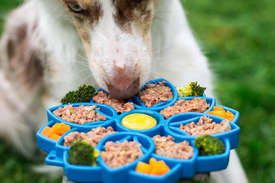 Durable Ceramic Slow Feeders for Healthy Eating Habits