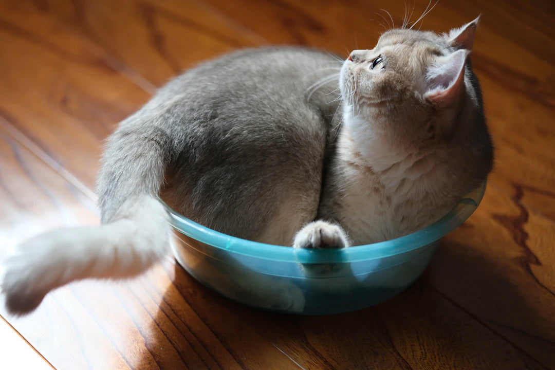 Discover Unique Ceramic Pet Bowl Designs