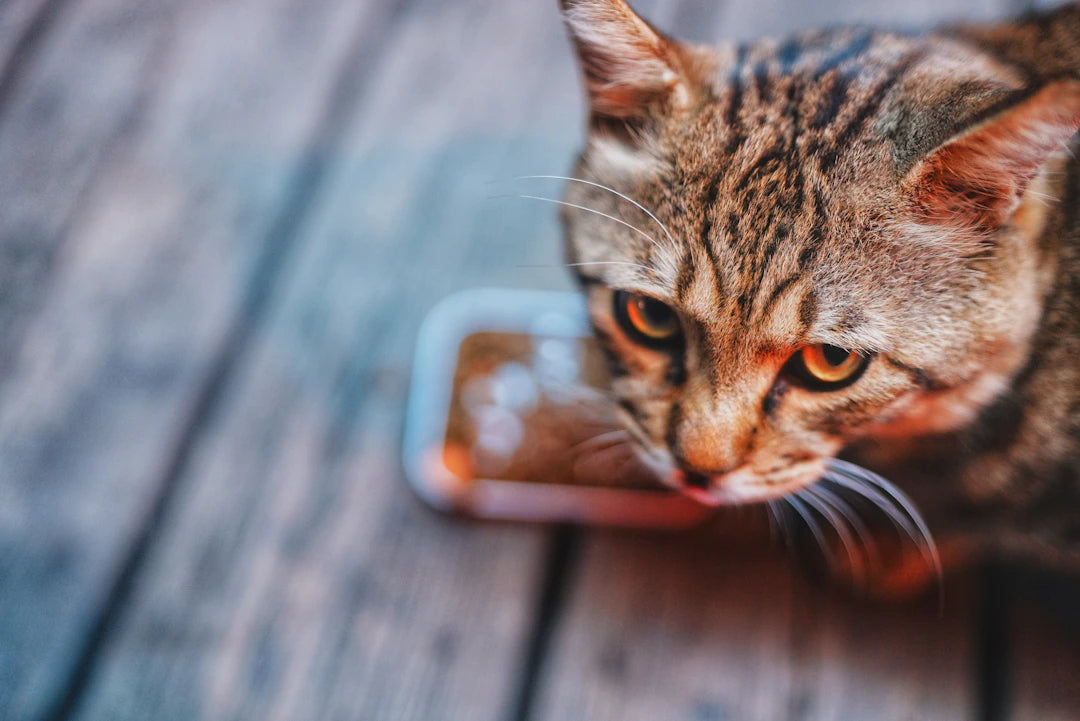 The Emotional Benefits of Personalizing Your Pet's Eating Space