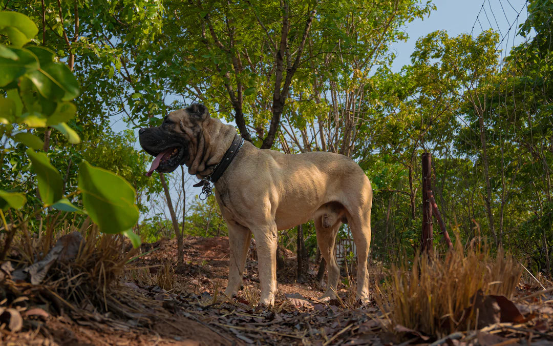 Durable Slow Feeders for Large Dogs with Ergonomic Design