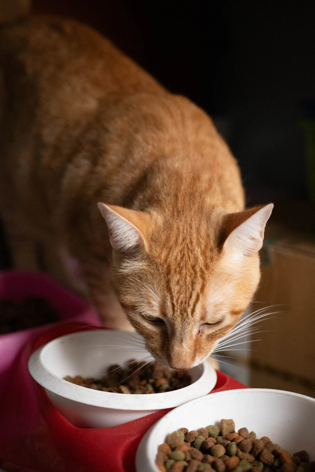 Enhance Your Pet's Life with Slow Feeding Techniques