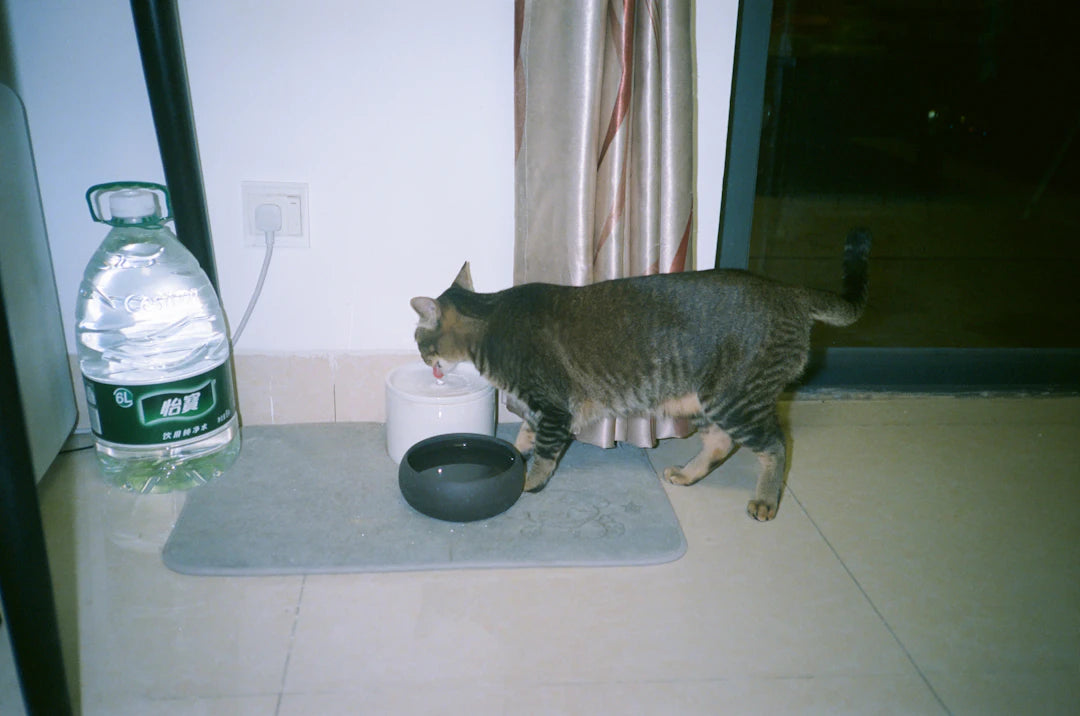 Hydrate Your Pets Bowls  Water Stations Together