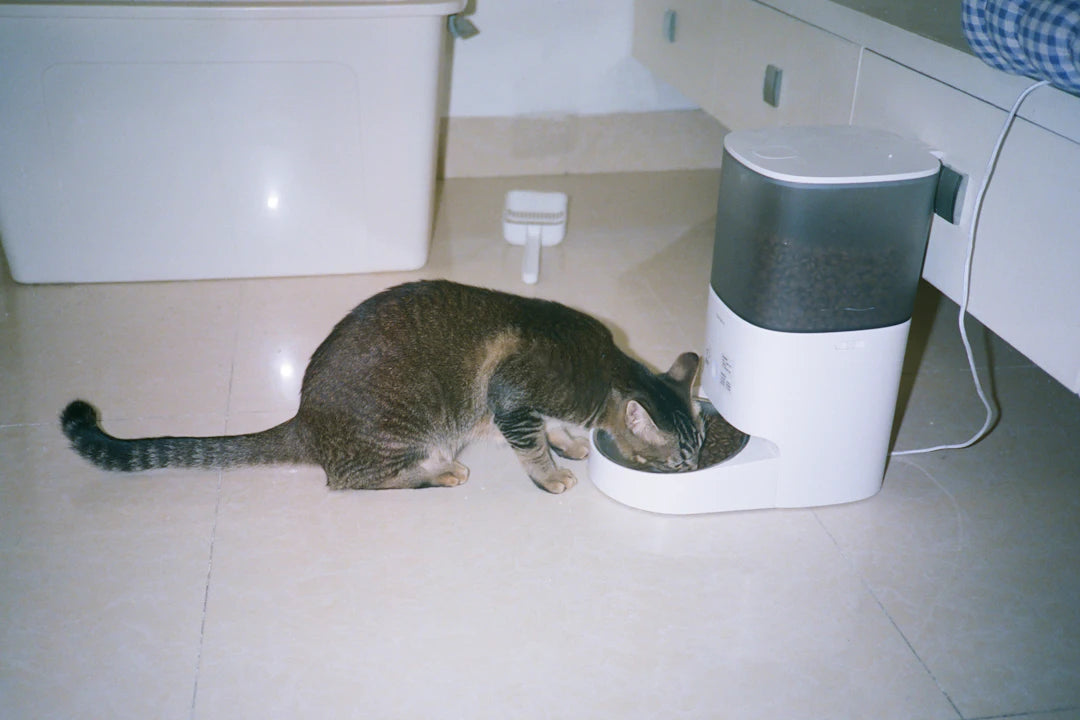 Top Mistakes Pet Owners Make with Slow Feeders