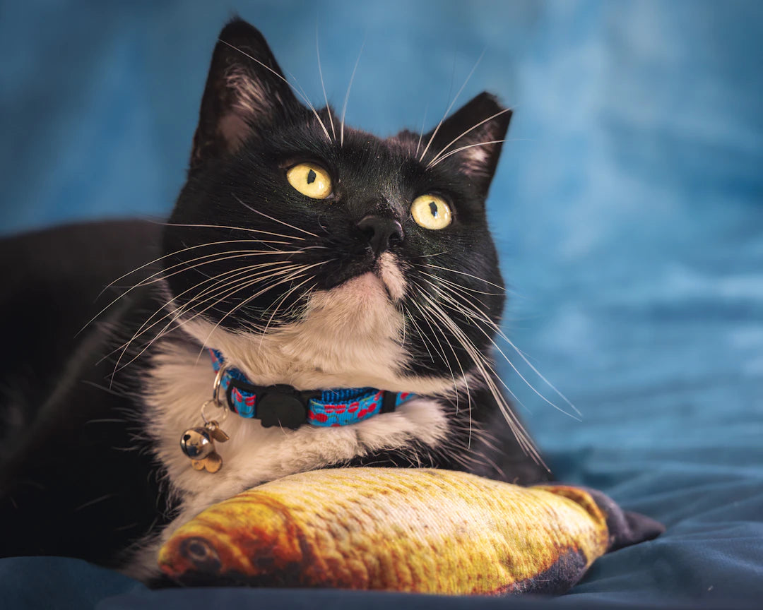 Engaging Cat Toys Promote Healthy Play and Activity