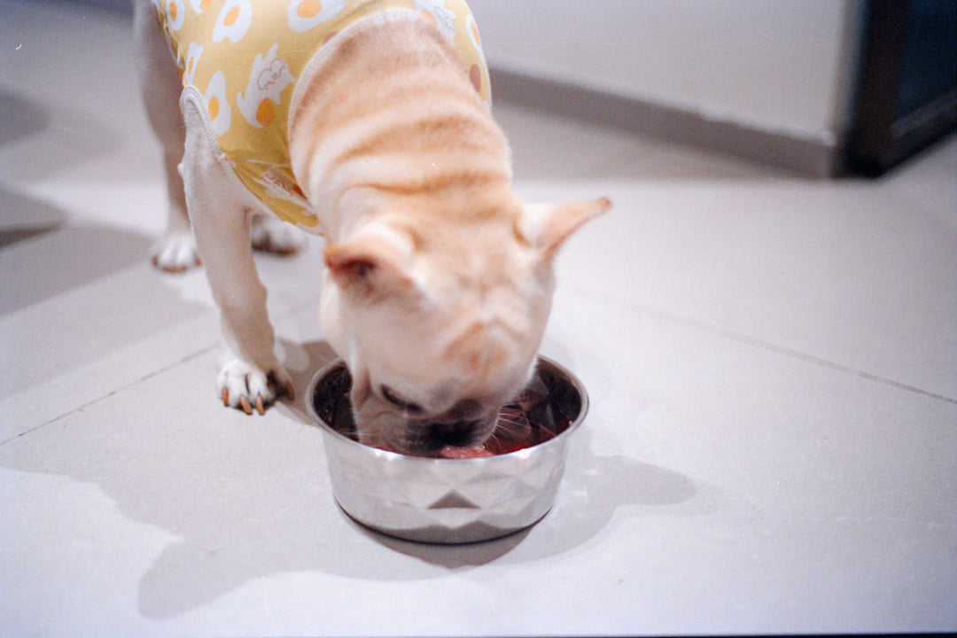 Find the Perfect Size Ceramic Bowl for Your Pet