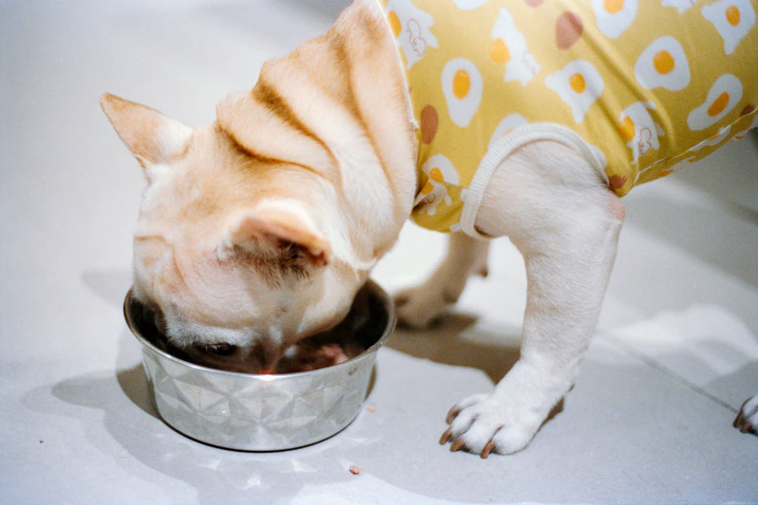 The Art of Color and Texture in Pet Feeding