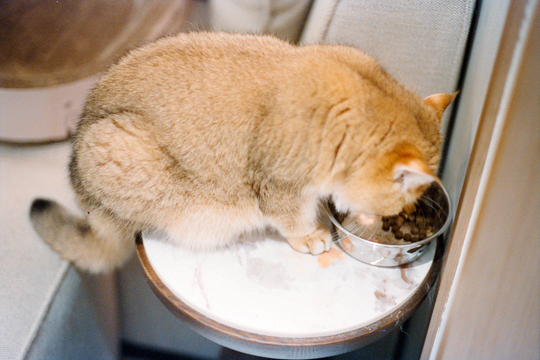 Understanding Pet Eating Behaviors The Role of Bowl Design