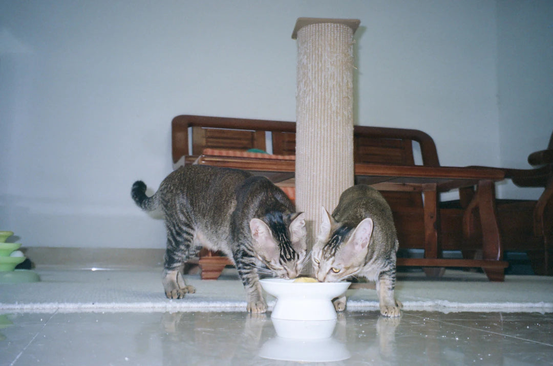 The Psychology of Pets and Their Feeding Habits