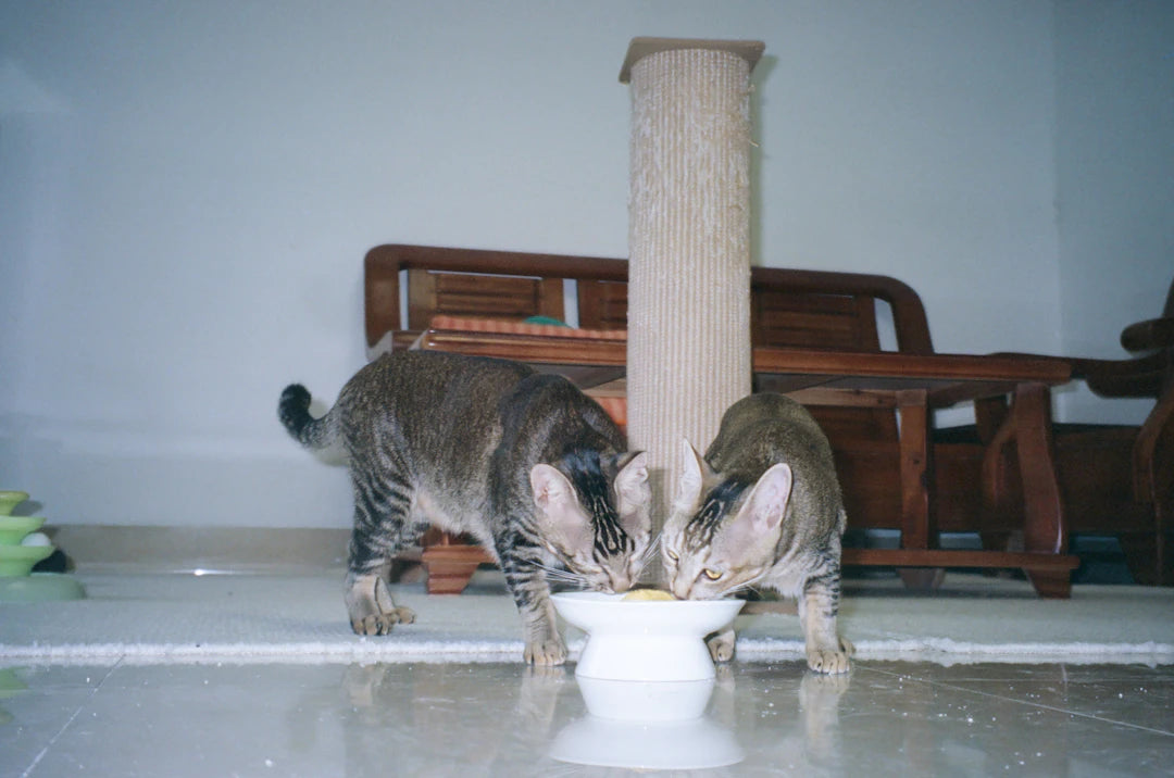 The Impact of Bowl Shape on Your Pet's Eating Habits