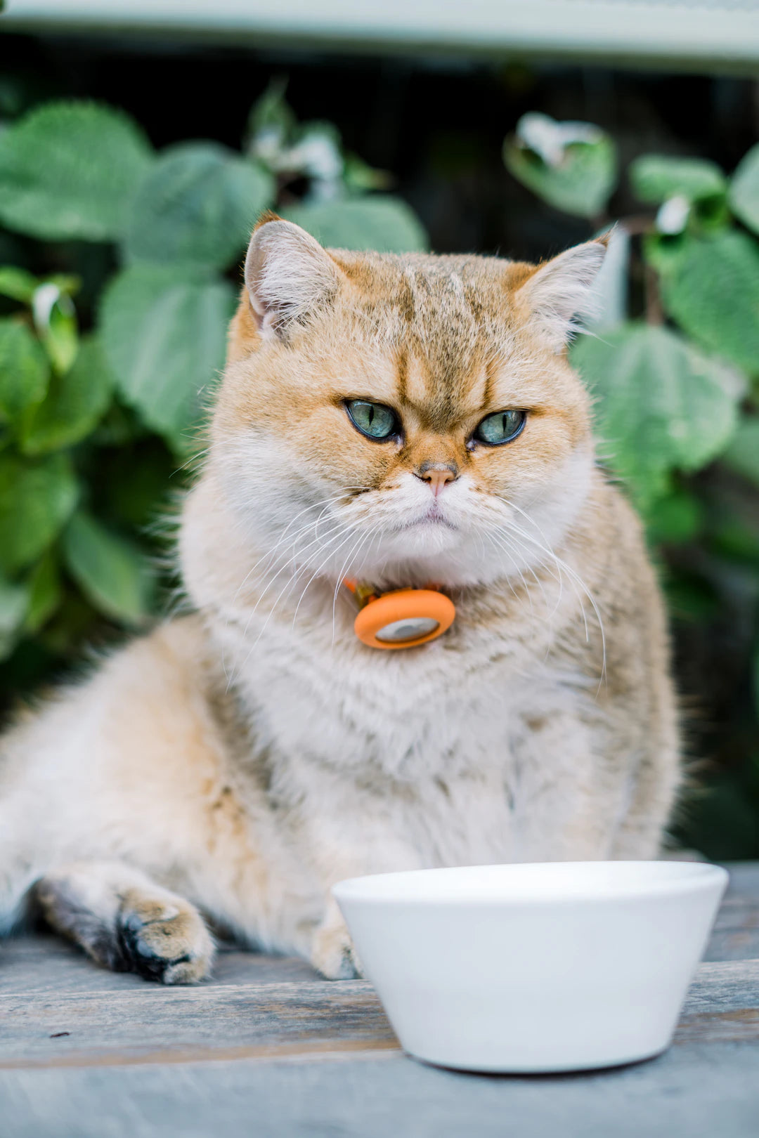 Unveiling Myths and Facts About Ceramic Pet Bowls