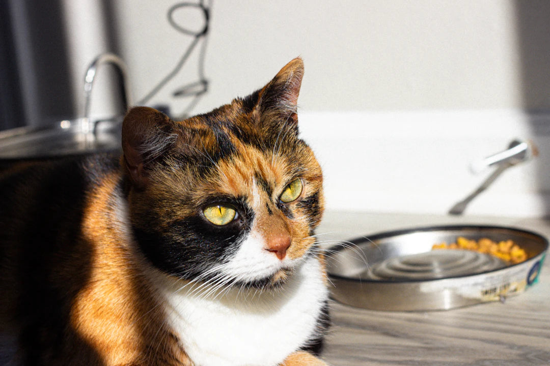 Mastering Ceramic Pet Bowl Care A Comprehensive Guide