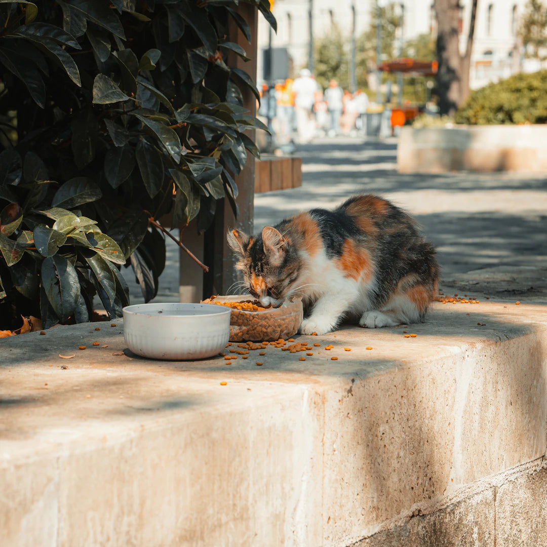 Ceramic Pet Bowls for Cats and Dogs Stylish and Functional