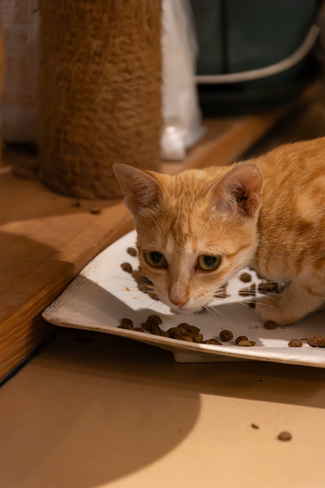 Enhancing Your Pet's Life with Slow Feeding Techniques