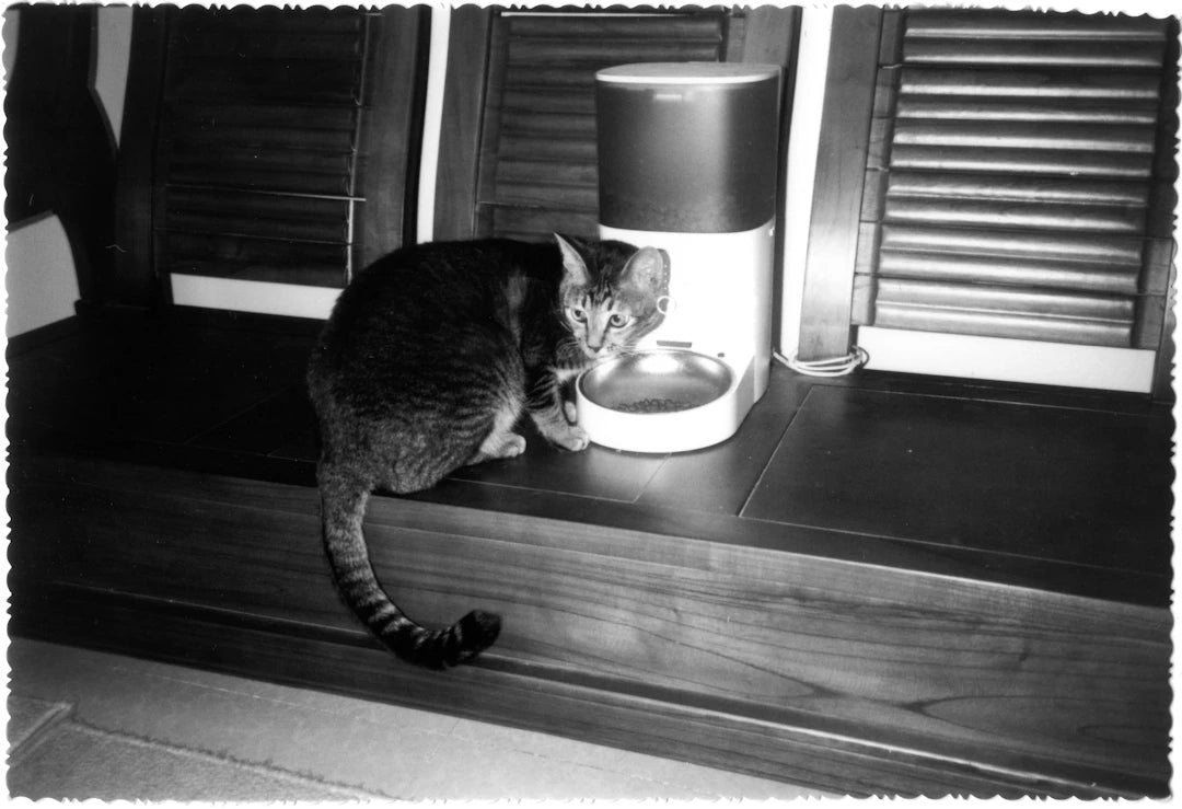 Mastering Slow Feeders Train Your Pet Like a Pro