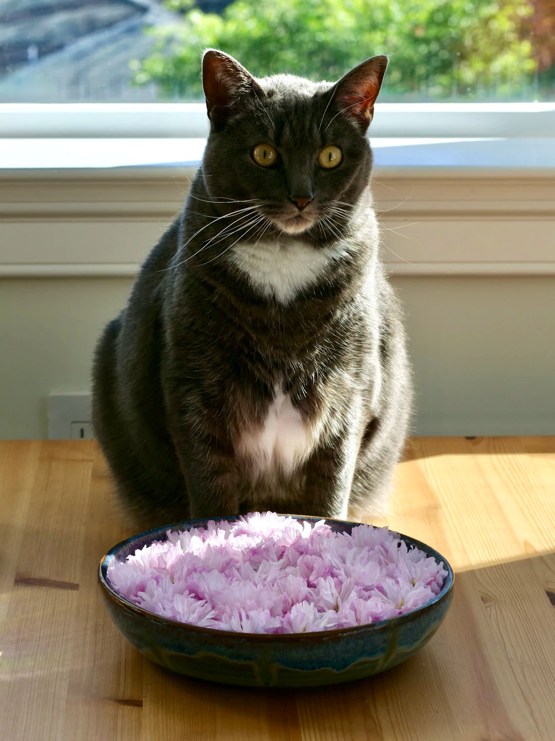 The Role of Pet Bowls in Home Decor