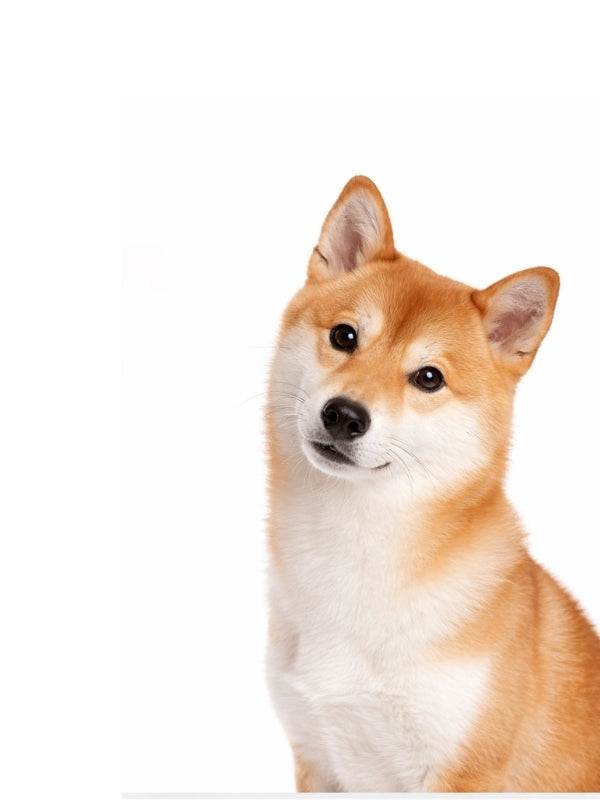 Bowl For Medium Dogs