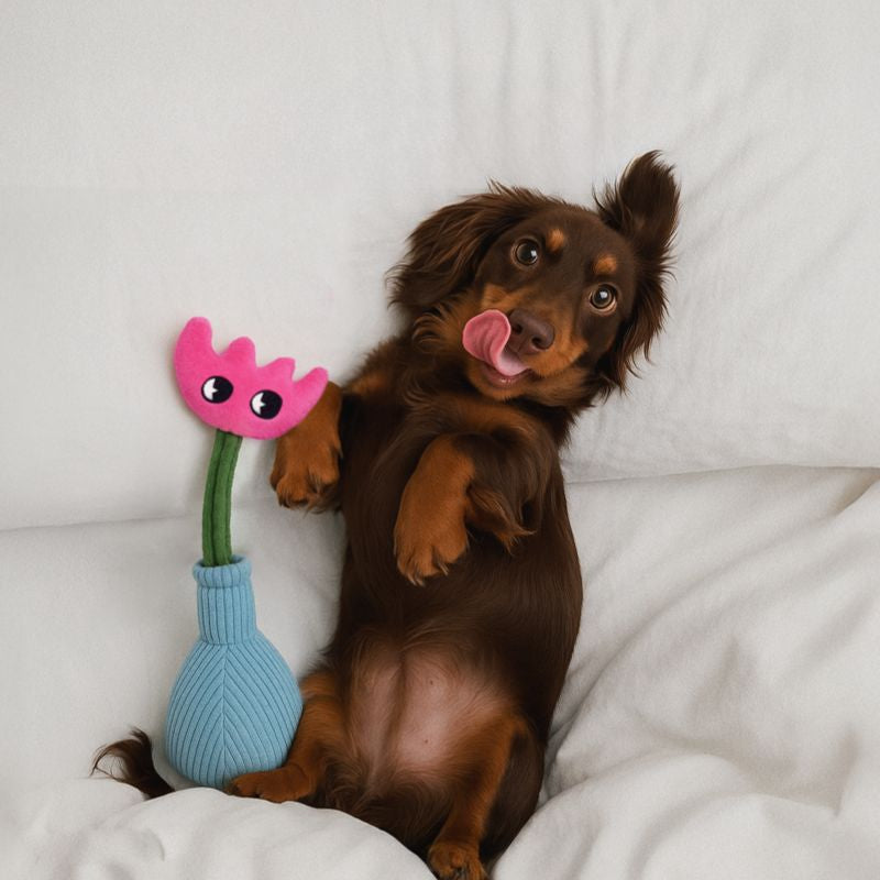 Durable Squeaky Dog Toy – Chew Toy for Dogs, Interactive Pet Toy