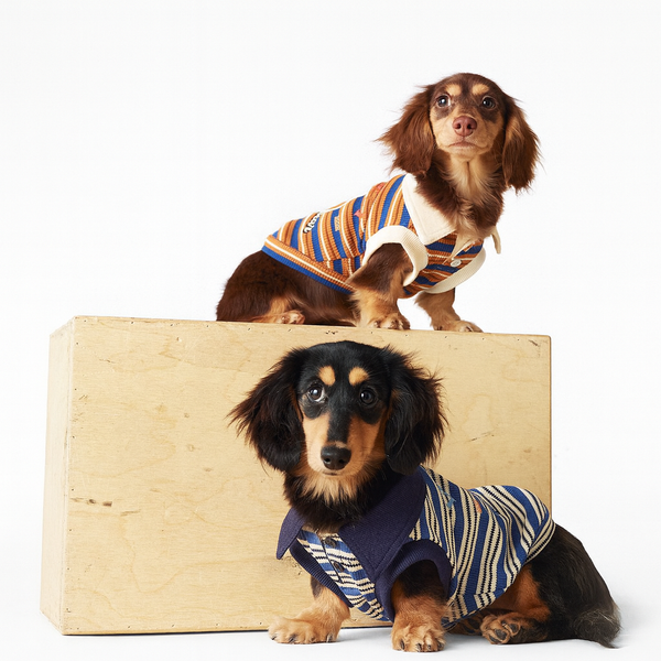 Striped Dog Polo Shirt – Lightweight Spring/Summer Outfit for Dogs