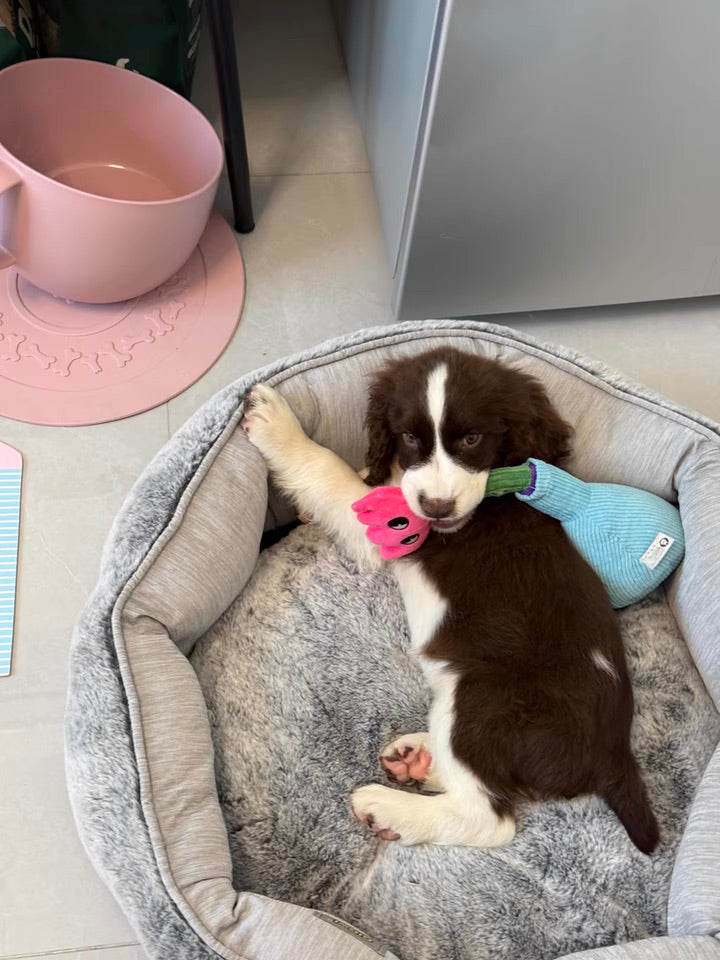 Durable Squeaky Dog Toy – Chew Toy for Dogs, Interactive Pet Toy